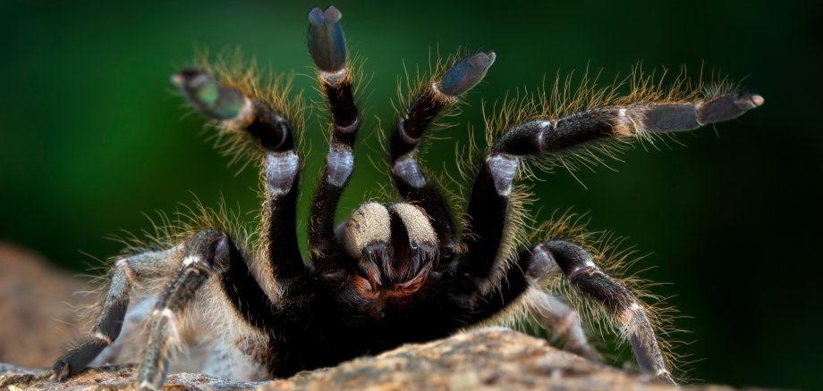 Close-up of a tarantula with raised forelegs on a rock in front of a blurred green background