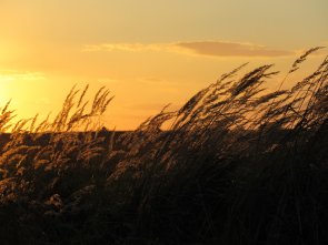 Crop field at sunset