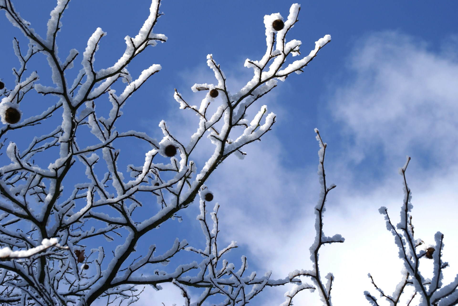 Ramas de árboles cubiertas de nieve con algunas piñas delante de un cielo azul de Rodgau con nubes.