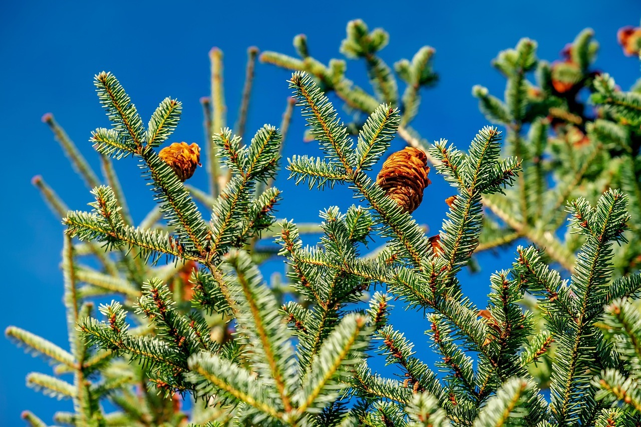 En haut de l'image, on peut voir des branches de sapin vertes avec des cônes qui poussent sur un fond de ciel bleu.
