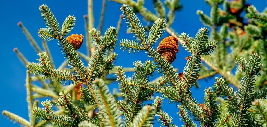 Arbres de Noël recherchés En haut de l'image, on peut voir des branches de sapin vertes avec des cônes qui poussent sur un fond de ciel bleu.