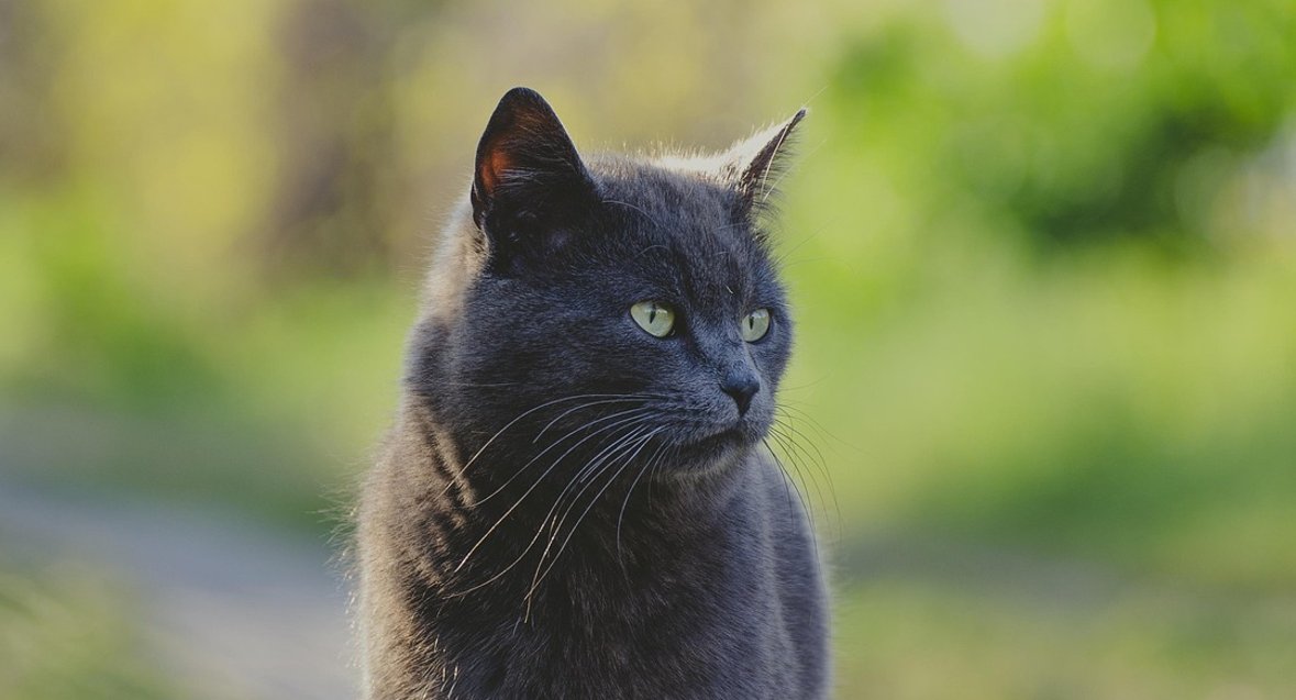 Un chat gris aux yeux verts se tient sur un chemin à l'extérieur, entouré d'une végétation verte floue.