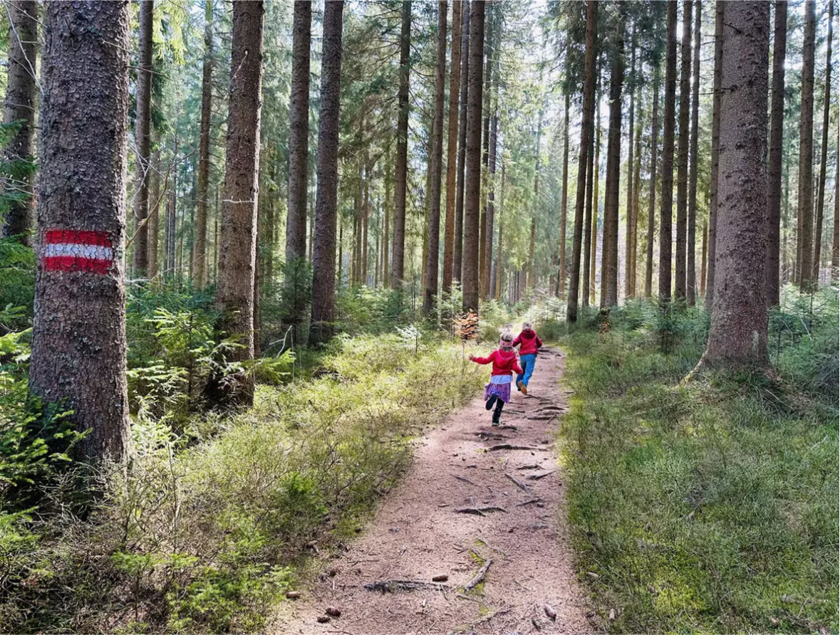 Giornate a tema 2026 Due bambini vestiti di rosso corrono lungo un sentiero forestale tra alte conifere, un tronco d'albero è segnato con un pennarello rosso e bianco