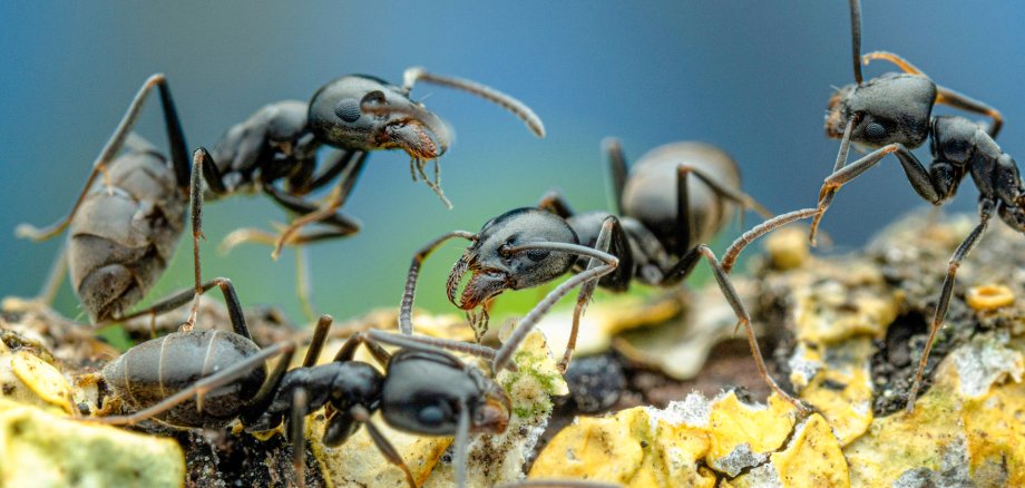 Diverse formiche nere della specie Tapinoma magnum su una superficie ricoperta da un tappeto di licheni gialli