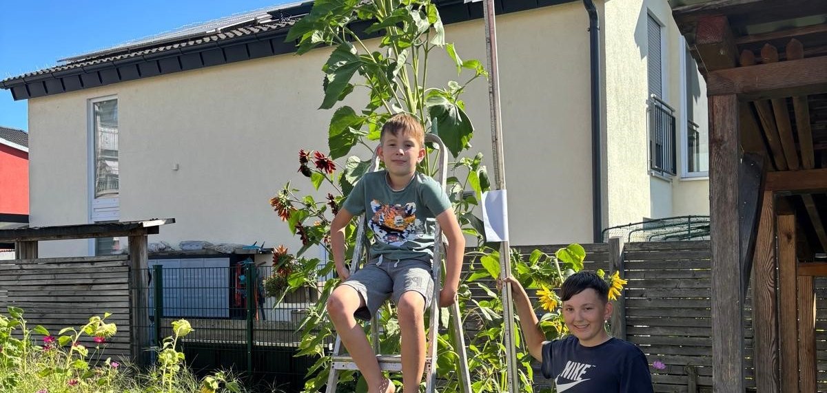 Zwei Jungen stehen in einem Garten. Einer sitzt auf einer Leiter, die neben einer hohen Sonnenblume steht. Der andere Junge steht daneben.
