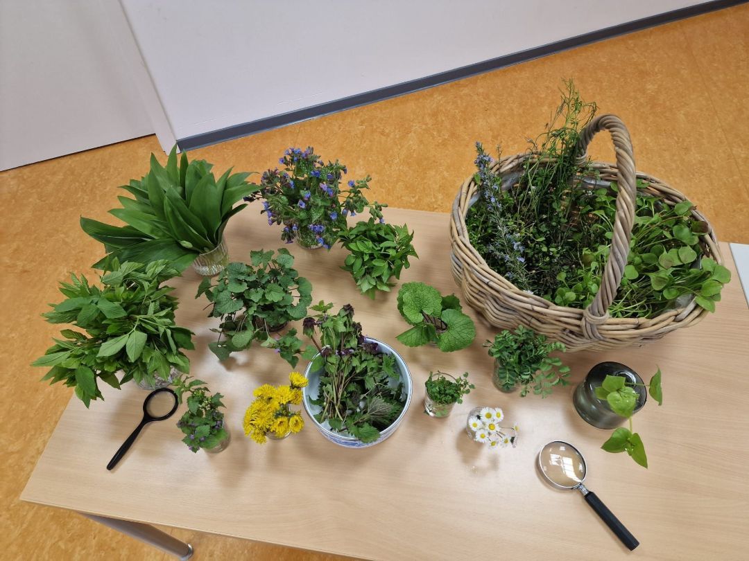 Verschiedene frische Kräuter und Pflanzen in Töpfen, Schalen und einem geflochtenen Korb auf einem Tisch angeordnet.