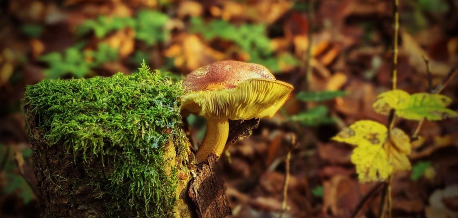 Ein Pilz mit braunem Hut und gelben Lamellen wächst auf einem moosbedeckten Baumstumpf, umgeben von herbstlichen Blättern und grünem Moos.