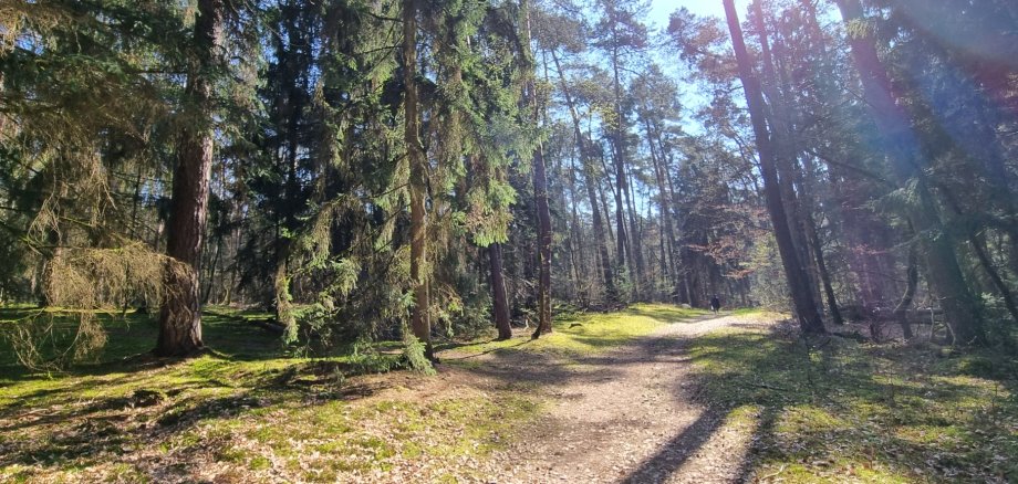 Wald in Dudenhofen nahe Gänsbrüh Waldweg in einem sonnendurchfluteten Wald nahe Gänsbrüh mit hohen Nadel- und Laubbäumen und moosbedecktem Boden