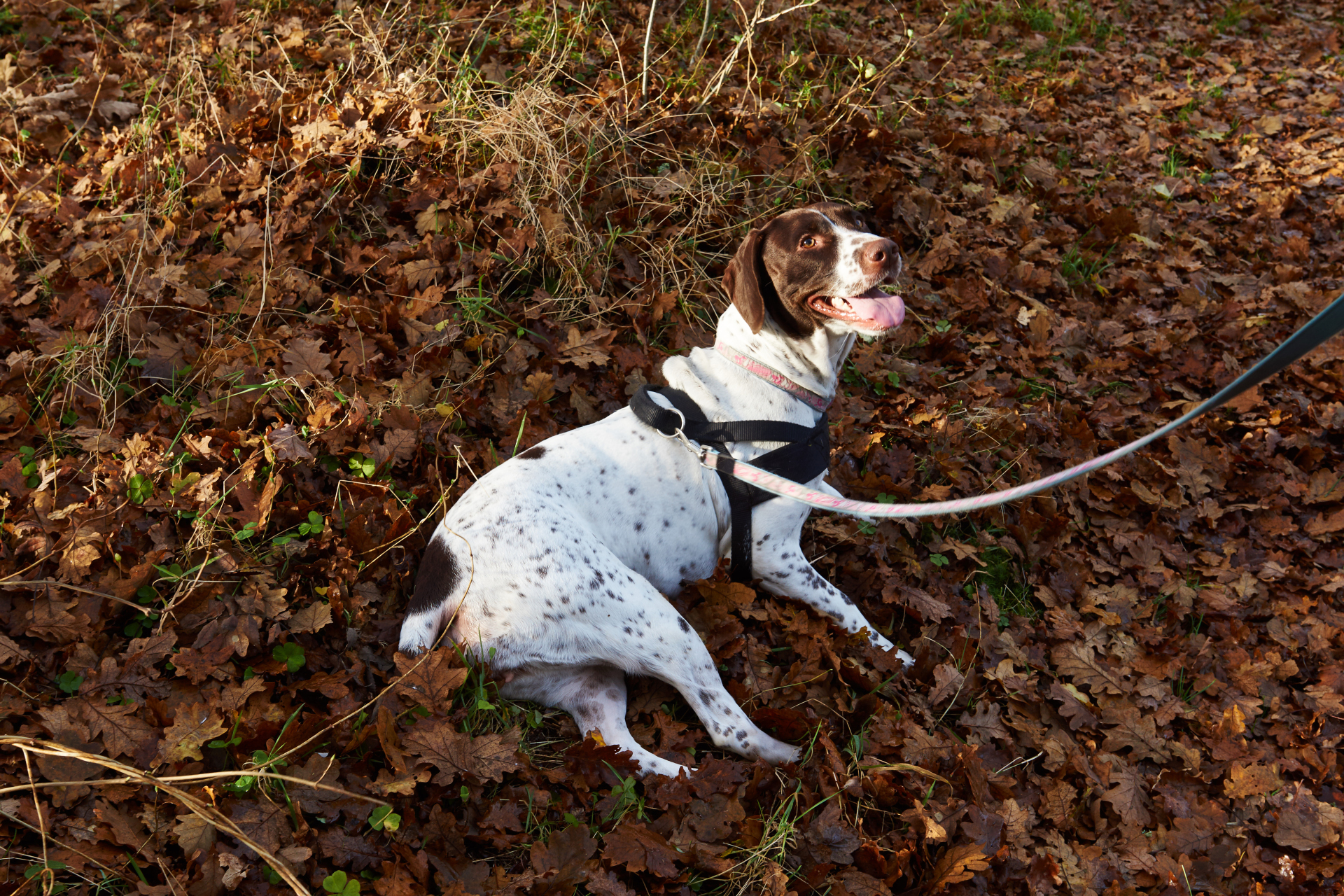 Weiß-brauner Hund mit schwarzem Geschirr liegt angeleint auf Laub im Wald