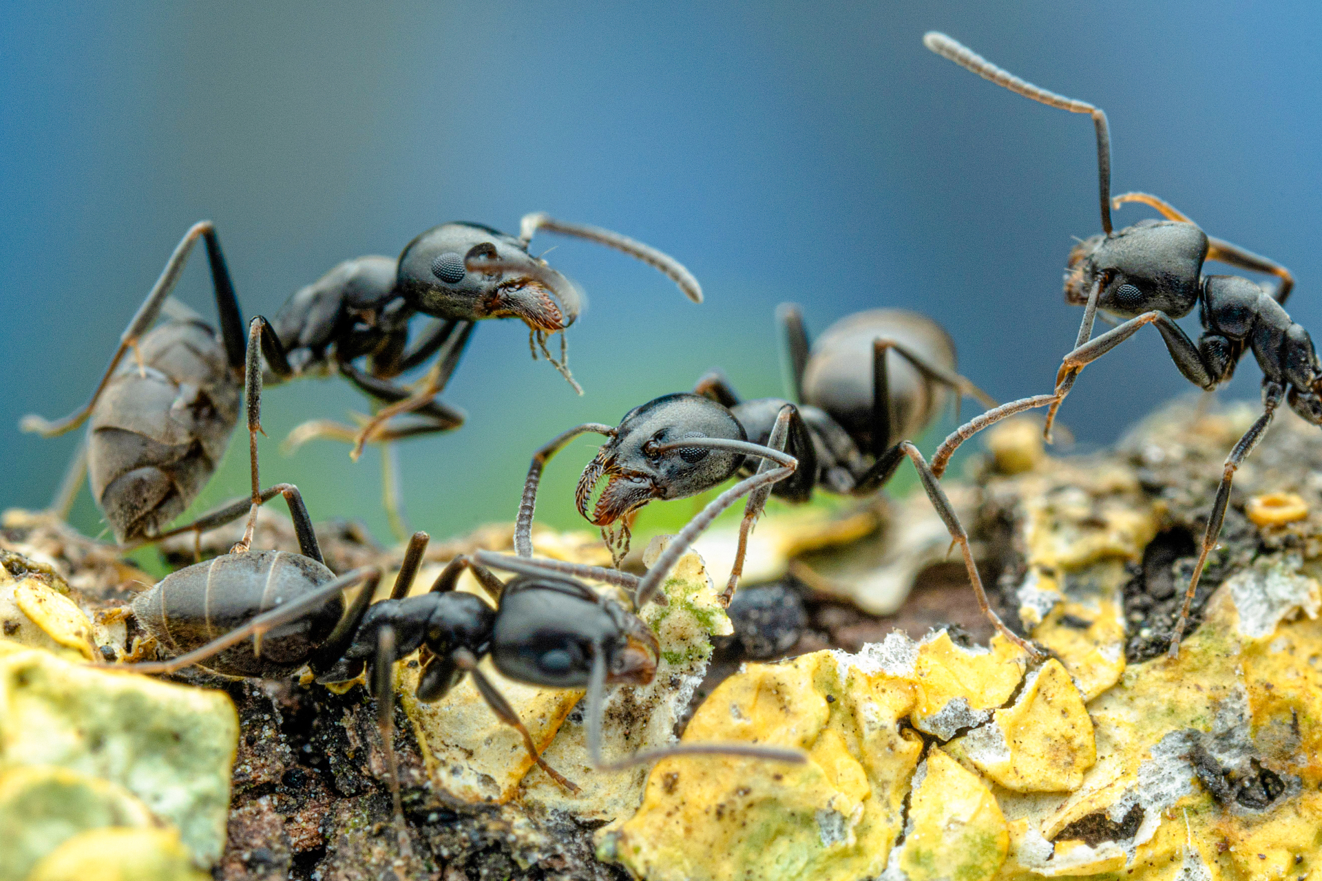 Mehrere schwarze Ameisen der Art Tapinoma magnum auf einer mit gelbem Flechtenbewuchs bedeckten Oberfläche